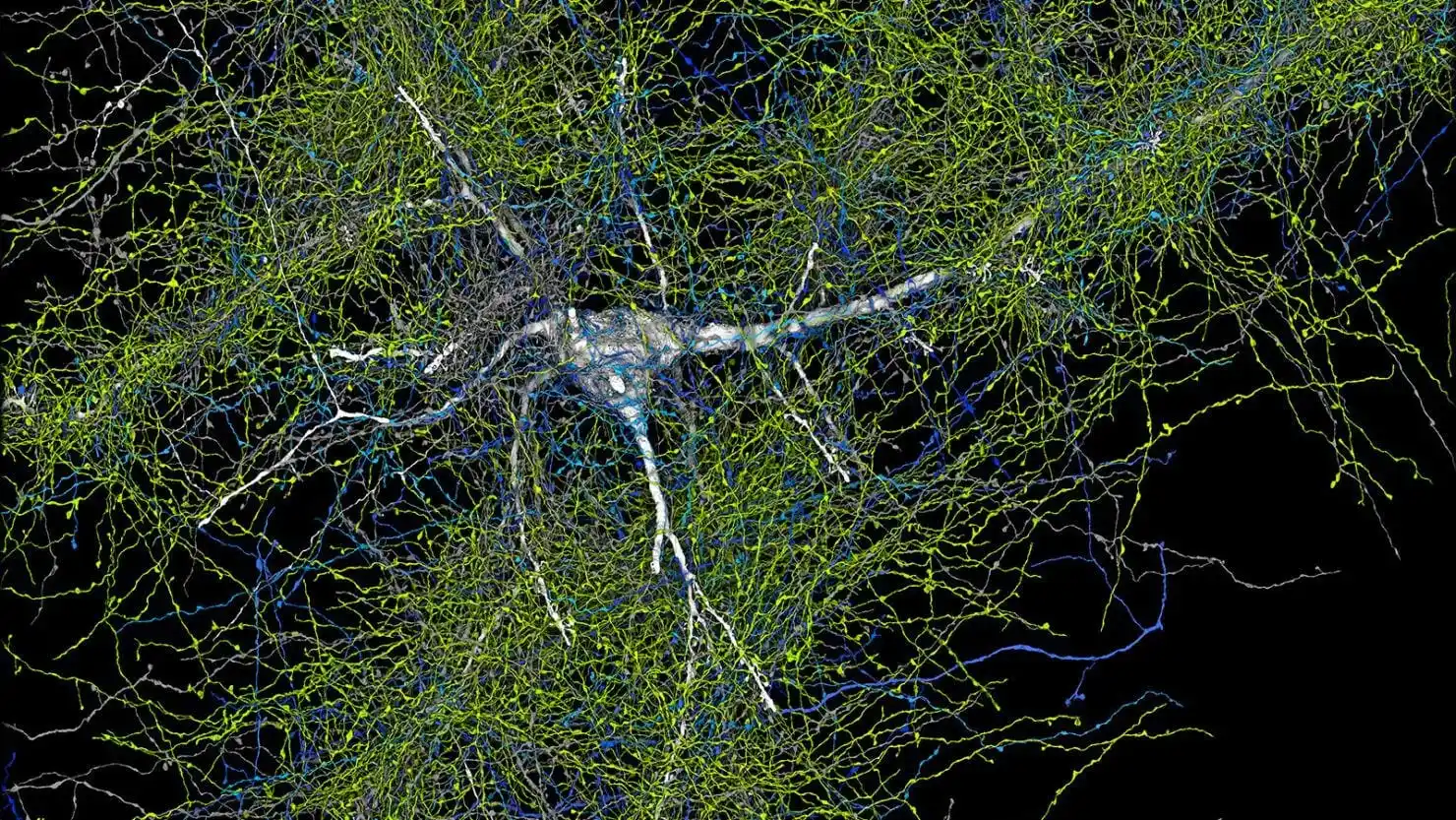 Image from مِنَصَةُ الْعِلْم — Minasa-tul-ʿilm: Harvard and Google researchers created the most detailed 3D map of a t...