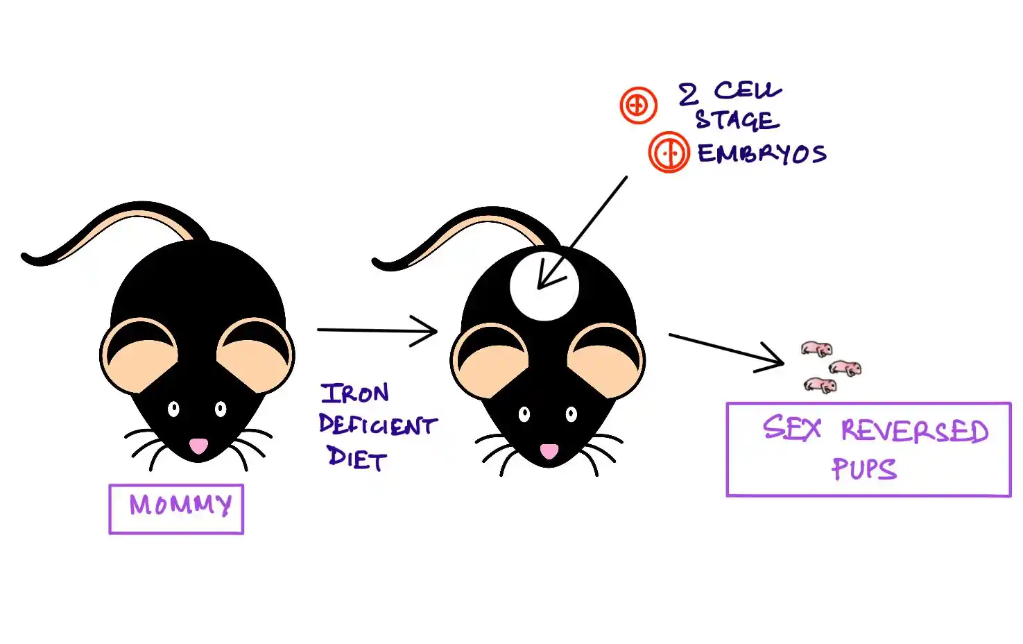 Image from Adrija Asks Why: *Male mice can develop ovaries if their moms don’t get enough iron dur...
