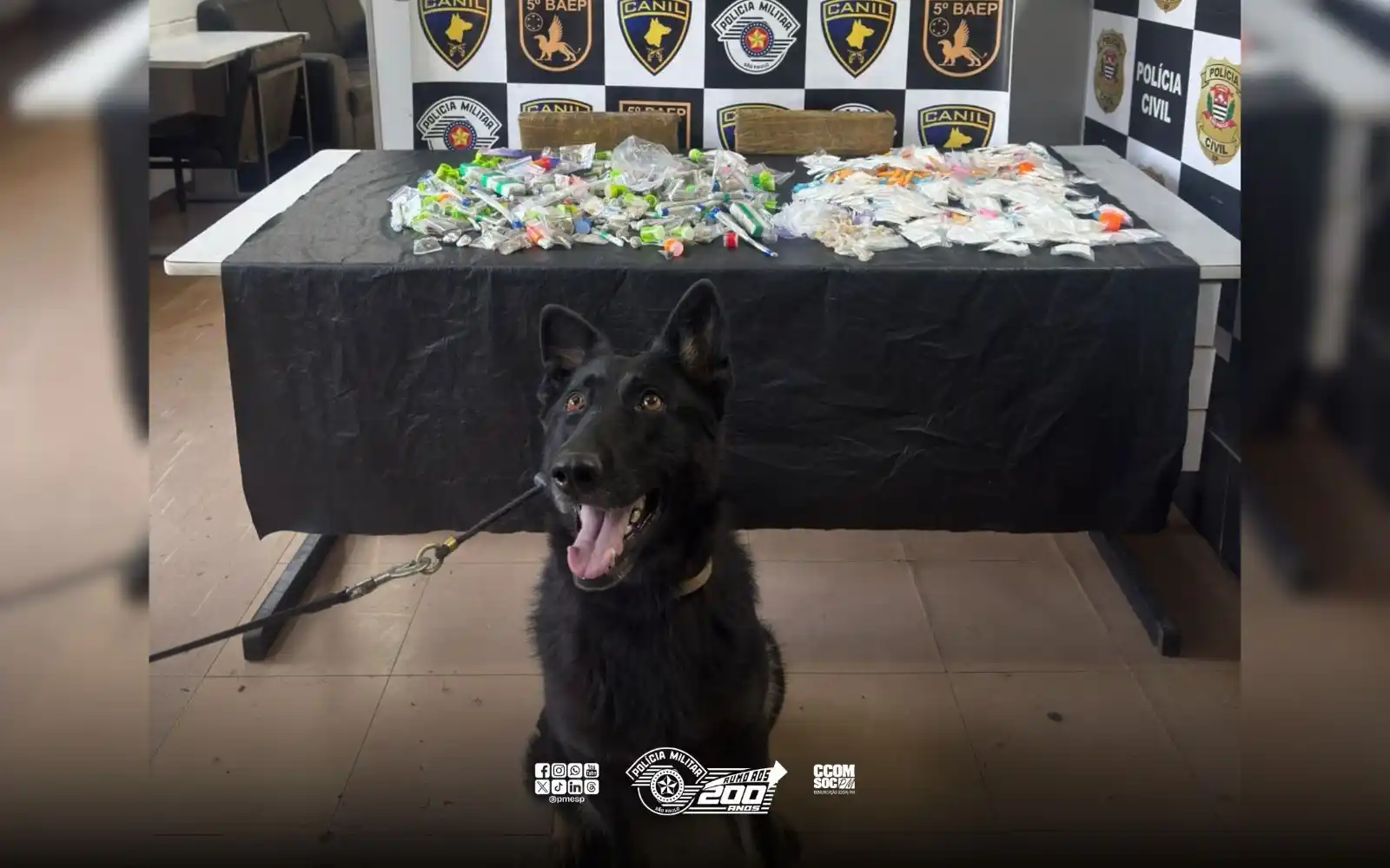 Image from Polícia Militar do Estado de São Paulo: *Ação do Baep com apoio da K-9 Zoe identifica barraco com drogas em Ca...