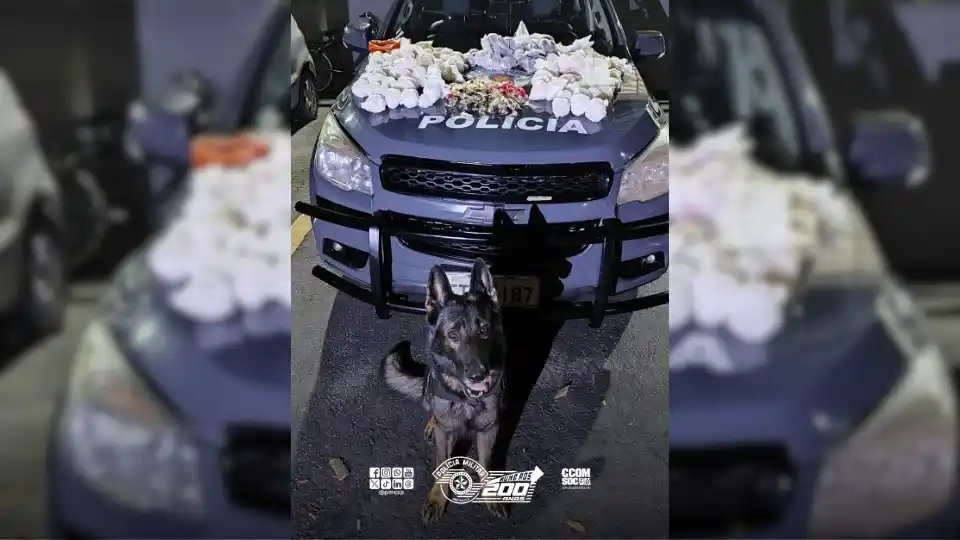 Image from Polícia Militar do Estado de São Paulo: *Cão do BAEP localiza mais de 7 kg de drogas em área de mata em São Jo...