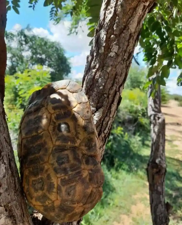 Image from MAMA VEE OFFICIAL 🇿🇼: *Charova.chando zveshuwa hamba yatokwira mumuti🥶🥶😎*...