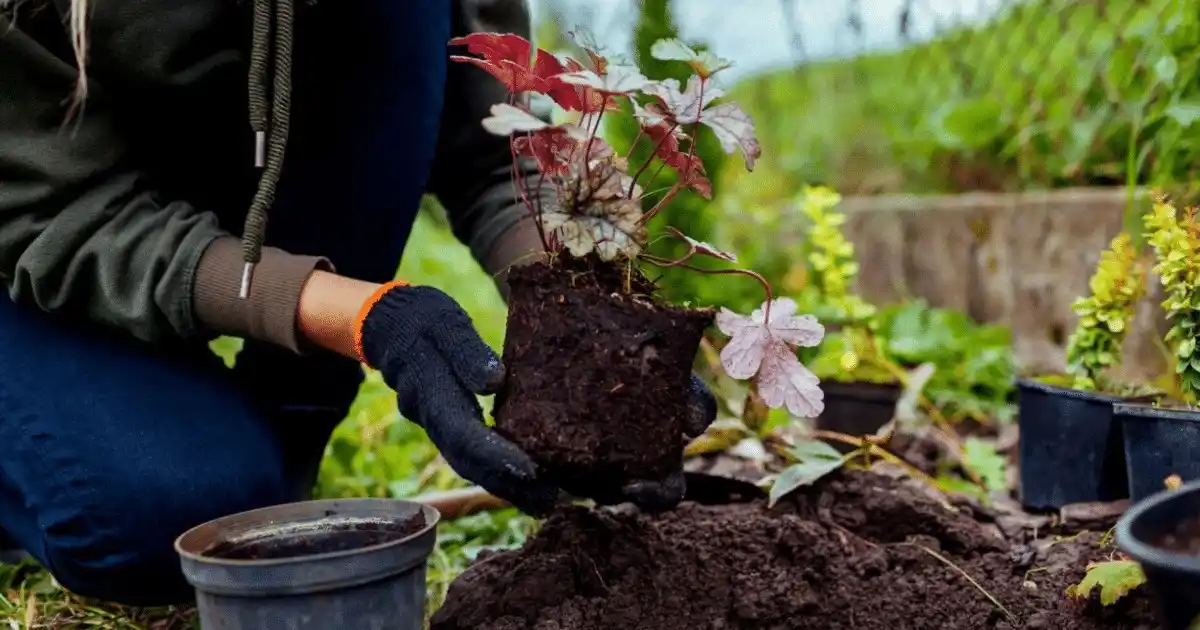 Image from El Paraguayo Independiente: *Cómo evitar que tus plantas mueran tras el trasplante* <a class="tex...