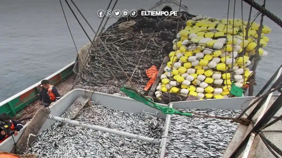 Image from Diario El Tiempo: 🚨 *Estiman un buen año para pesca de pota y anchoveta en mar piurano*...