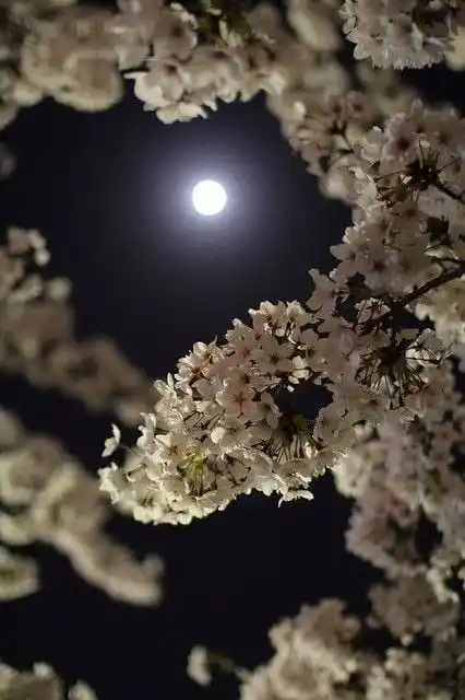 Image from Kelimelerin Dansı: Göğsümün kaldıramayacağı ağrılar edindim kendime.. Bana anımsanacak bi...