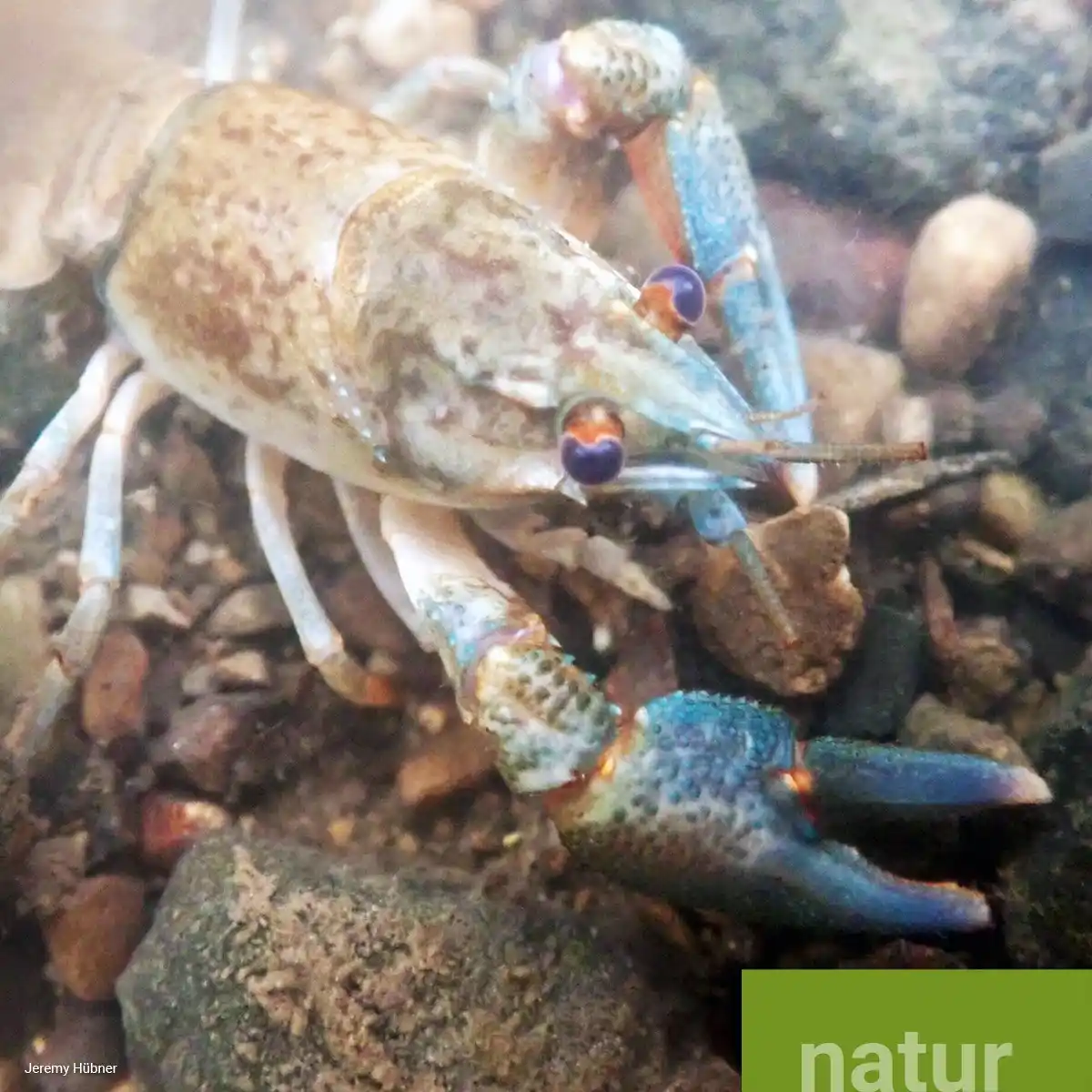 Image from Bayerisches Landesamt für Umwelt (LfU): 🦞 🧑🍼 Gute Nachrichten für unsere heimischen Flusskrebse! Diese Woc...