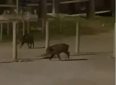 Image from IDEAL: 📹 JABALÍES EN LA PLAYA Un grupo de jabalíes decidieron visitar recie...