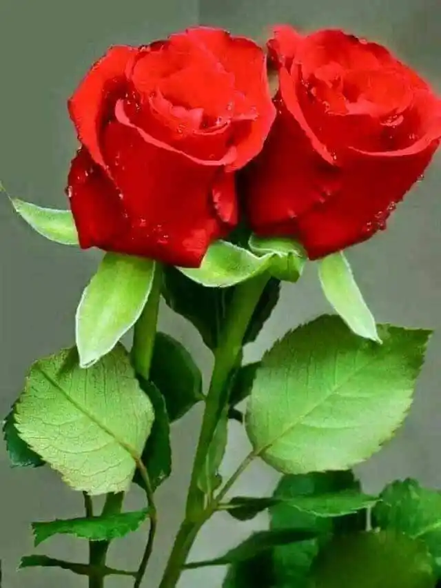 Image from ♥️زړه او👫سکون👩❤️👨: که د خپلو میرمنو څخه د بي عایئشه رضی عنها خویونه غواړﺉ نو په خپل ځان ک...