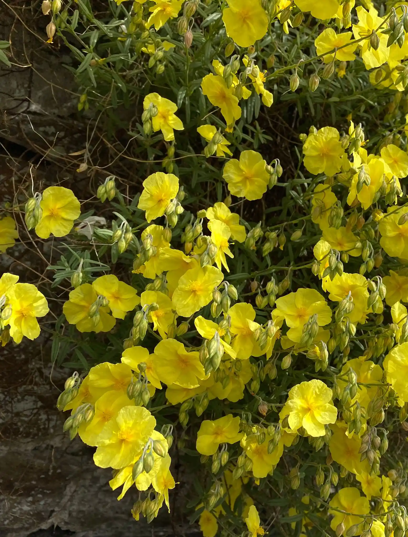 Image from Buddhism Now: Morning Meditation: The Pali word atammayatā refers to a state of not ...