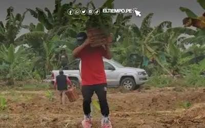Image from Diario El Tiempo: 🚨 *Piura: instalan parcelas de investigación para reducir plaga que d...