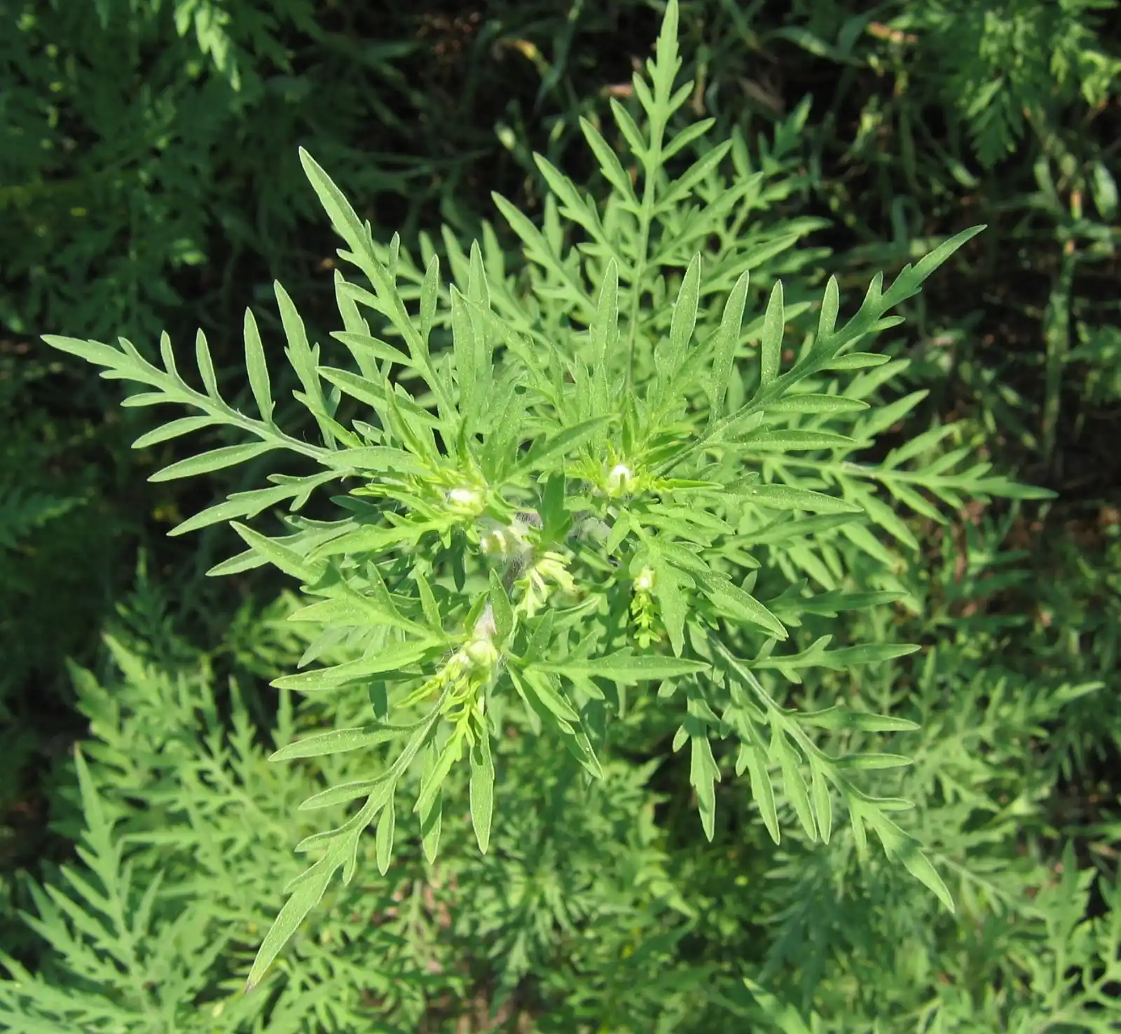 Image from Comune di Rescaldina: 🌿🗣️ *Prevenzione dell'allergia da polline di ambrosia* 📣 Si inform...