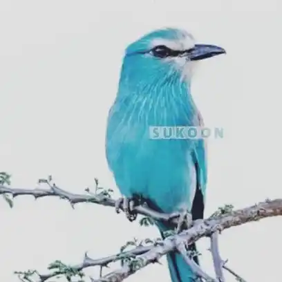 Image from ♥️زړه او👫سکون👩‍❤️‍👨: زه نه پوهیږم چې تقدیر به مې چیرته بوځي ، خو؛  دومره باور لرم چې یو رب☝...