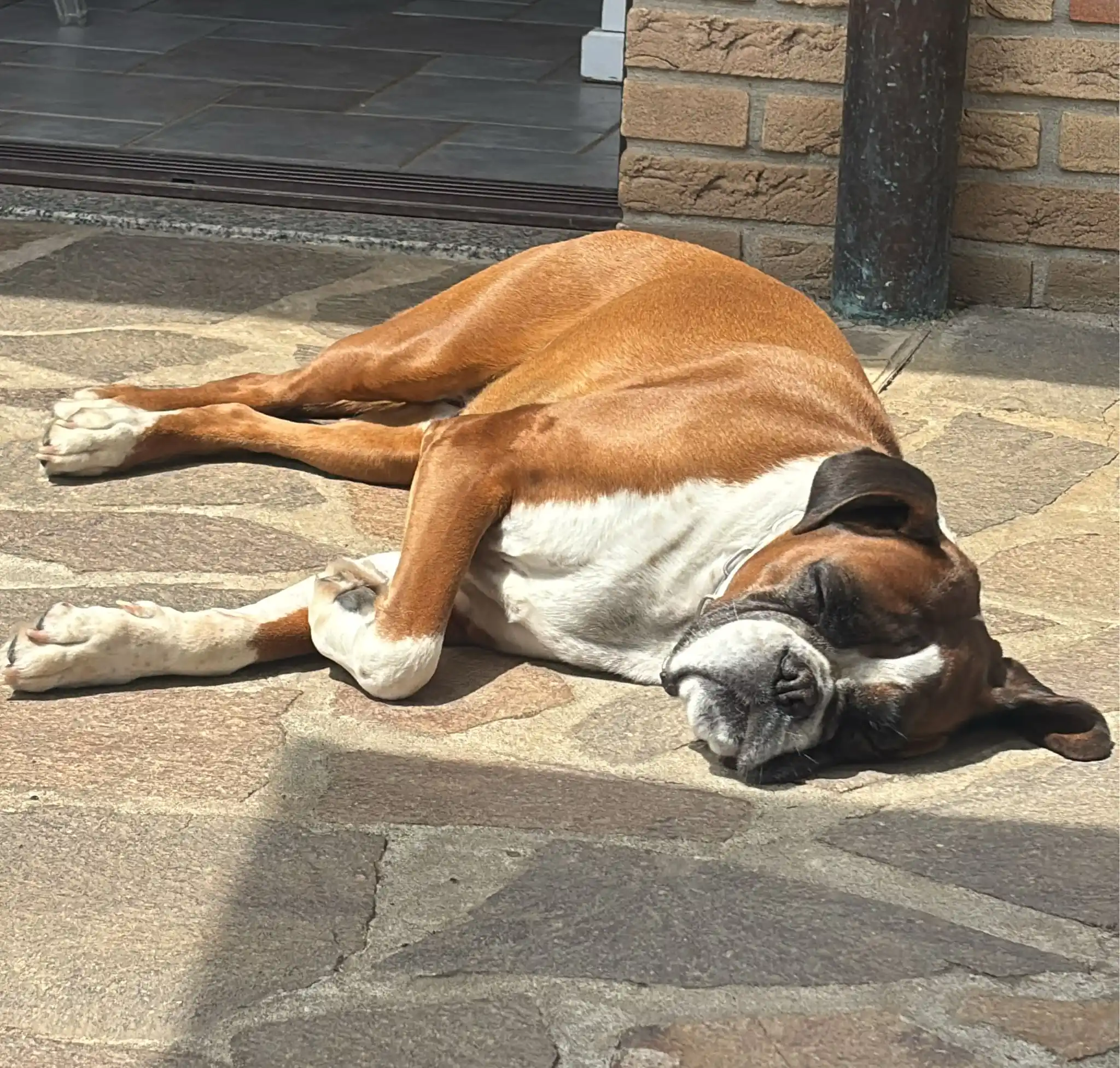 Allevamento Castelbarco post