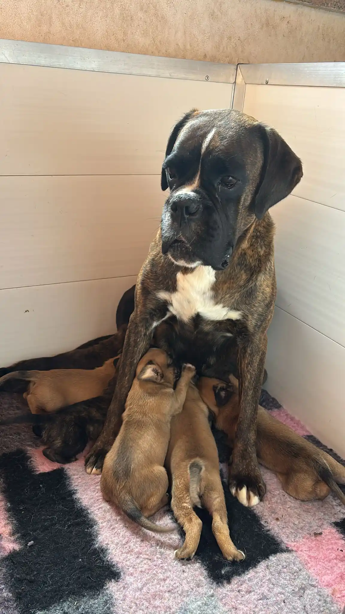 Allevamento Castelbarco post