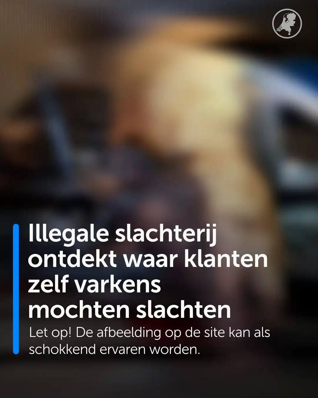 Image from Hart van Nederland: In Gelderland is vorige maand een illegale varkensslachterij opgerold....