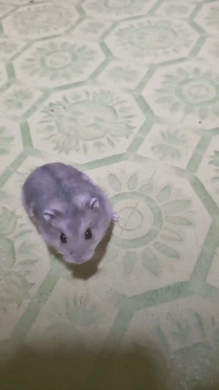 Image from ๐ฒ๐๐๐ ๐ฟ๐๐๐๐โก๐ธ: Mi am luat hamster ๐...