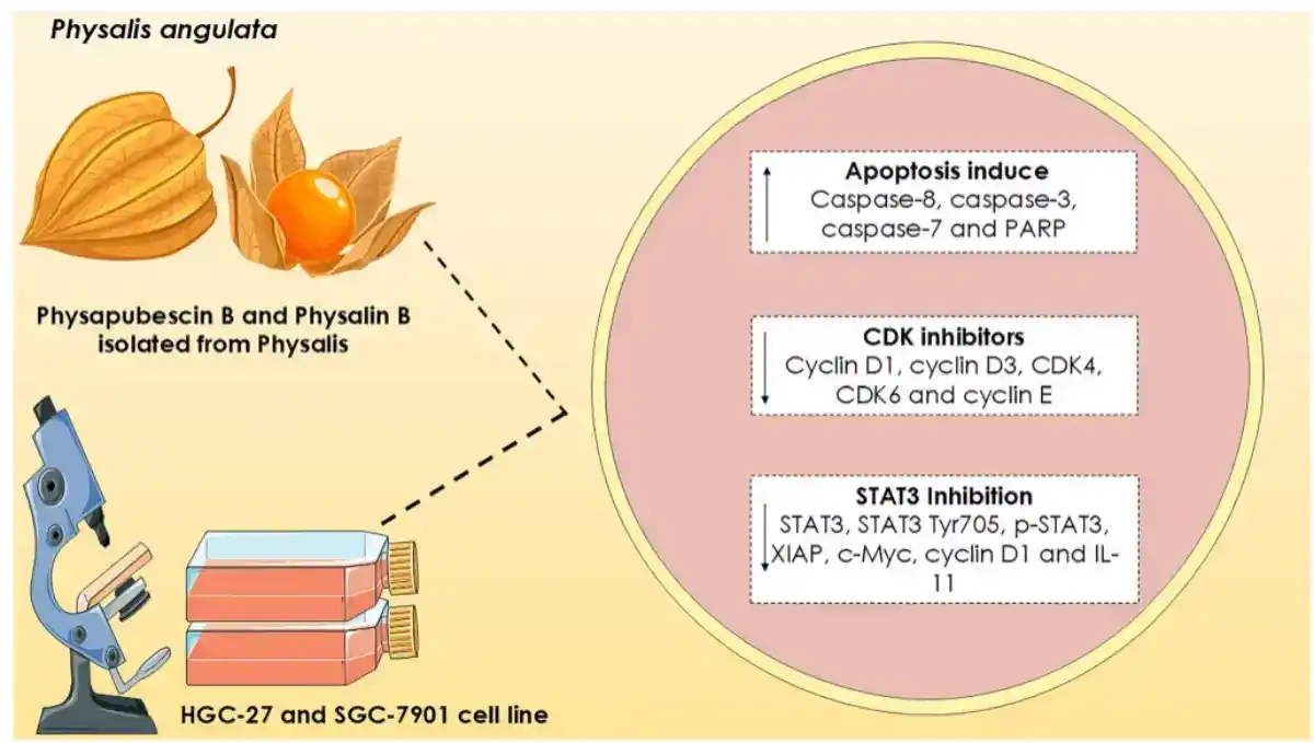 Omni Letters - Brasil post
