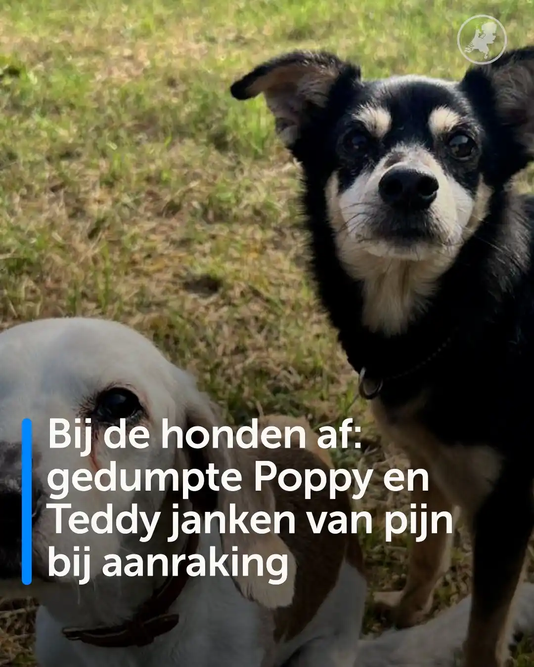 Image from Hart van Nederland: Schrijnend: zo kun je het verhaal van de hondjes Poppy en Teddy wel no...
