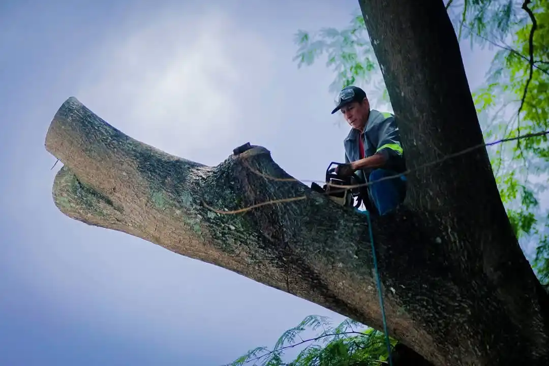 Image from San Salvador Este: ¡Seguimos trabajando por tu seguridad! Realizamos una poda de árboles...