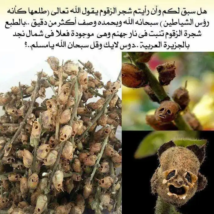 Image from شیخ محمد صالح پردل: 🔥زقوم خوراک و طعام اهل جهنم ⁉️آیا تاکنون درخت زقوم را دیده اید. 👈...