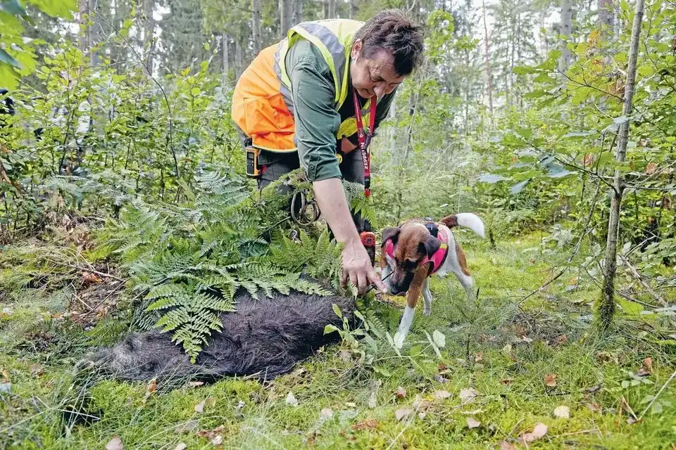 Image from Rhein-Neckar-Zeitung www.rnz.de: 🐗 *Finden, testen, entfernen*: Kadaver-Suchtrupps sind weiter im Rhei...