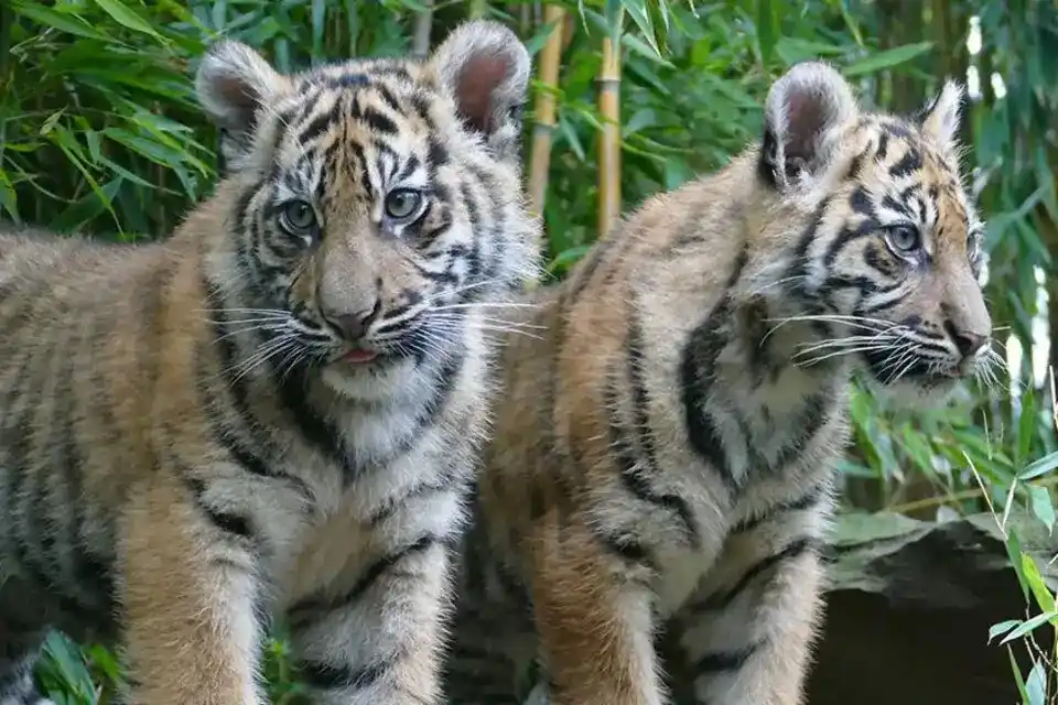 Image from Rhein-Neckar-Zeitung www.rnz.de: Mit diesen spannenden Themen versüßen wir Euch den Montagabend 🐯 *By...