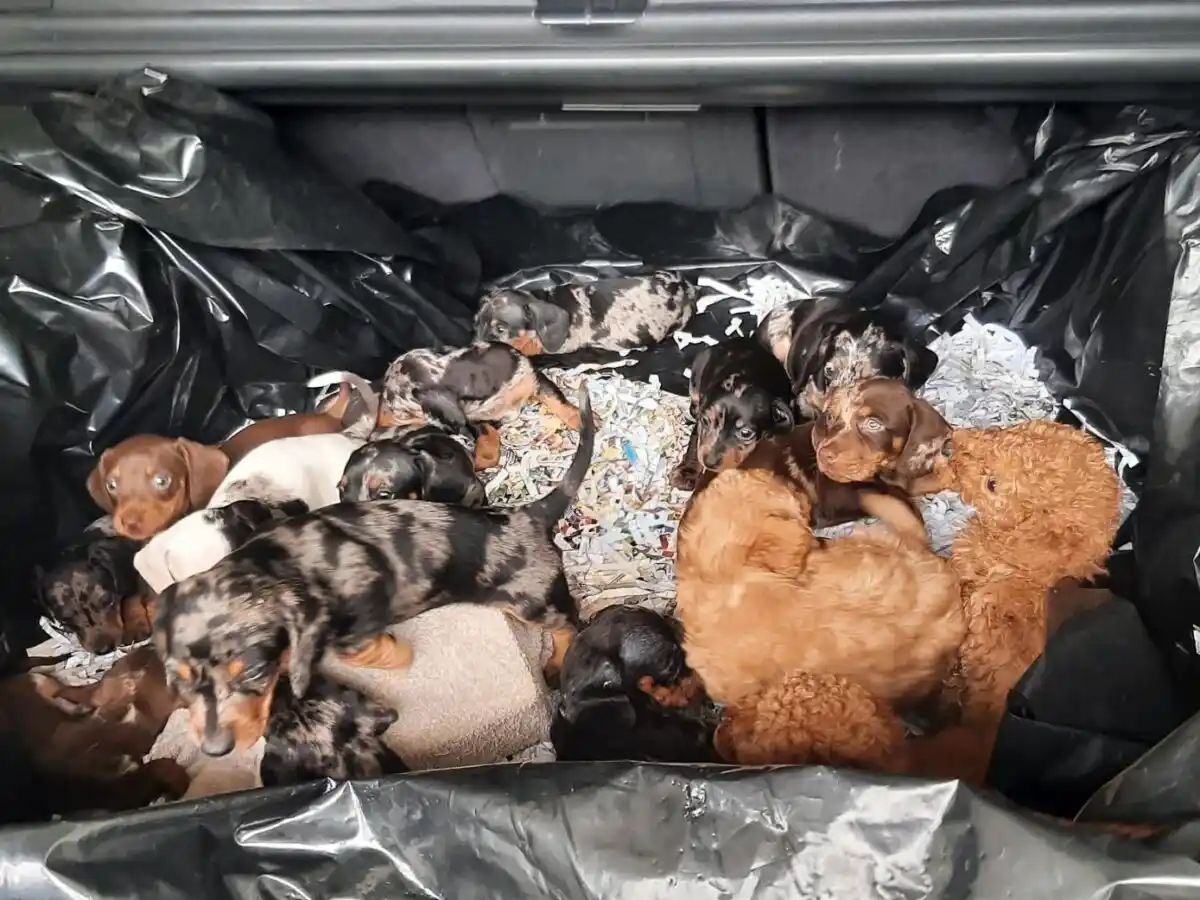 Image from OberpfalzECHO: *20 Hundewelpen im Kofferraum – Bundespolizei deckt illegalen Tiertran...