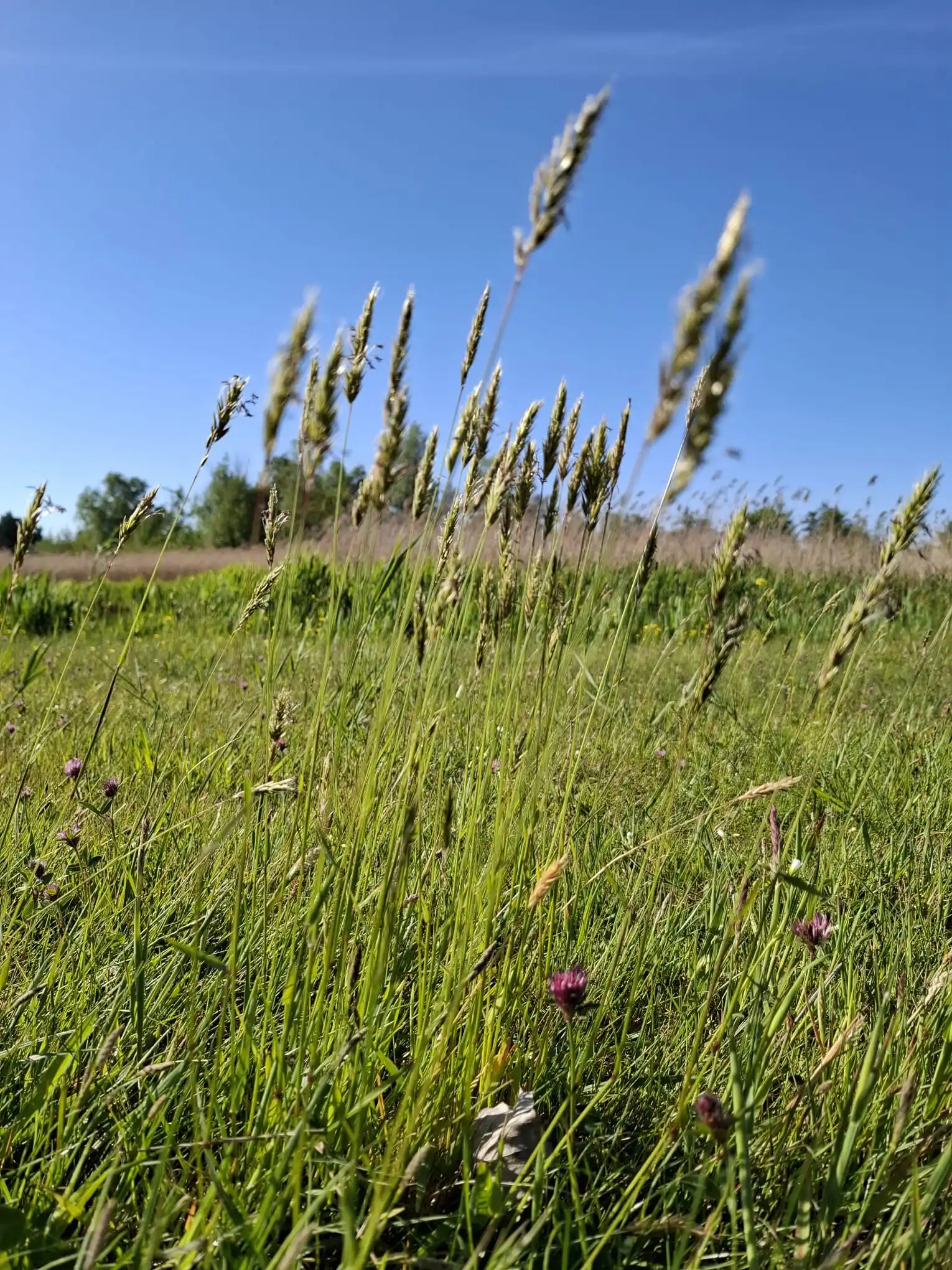 Image from Piet Grasspriet 🌾: Als een plant topzwaar wordt door uiteindelijk de droge stof waar zij ...