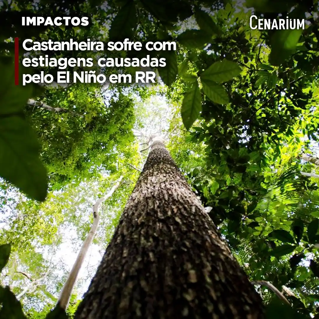 Image from CENARIUM: 🌳 *Castanheira sofre com estiagens causadas pelo El Niño em Roraima* ...