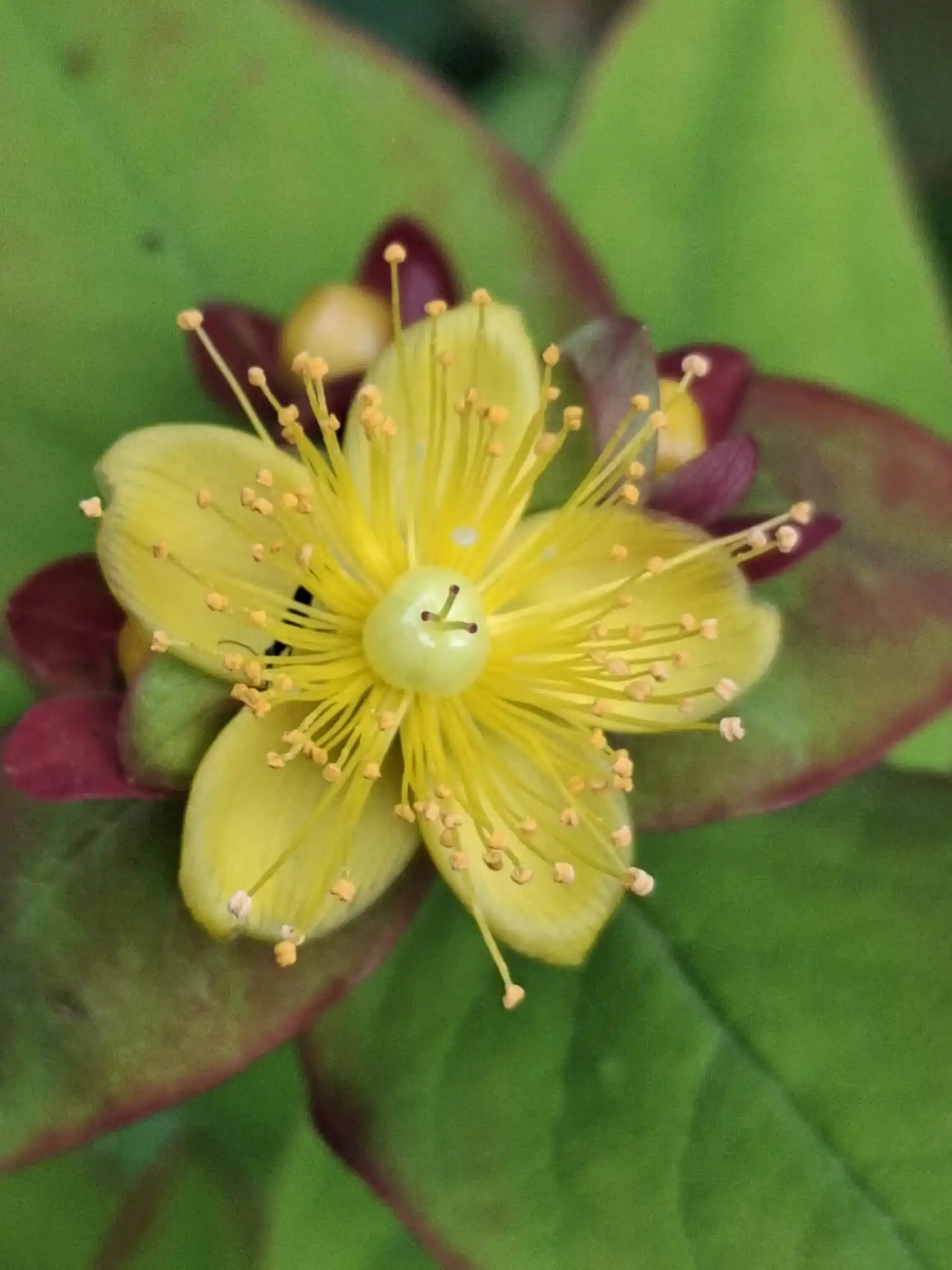 Image from Piet Grasspriet 🌾: De Hertshooi staat momenteel in bloei als een soort schotelantenne... ...