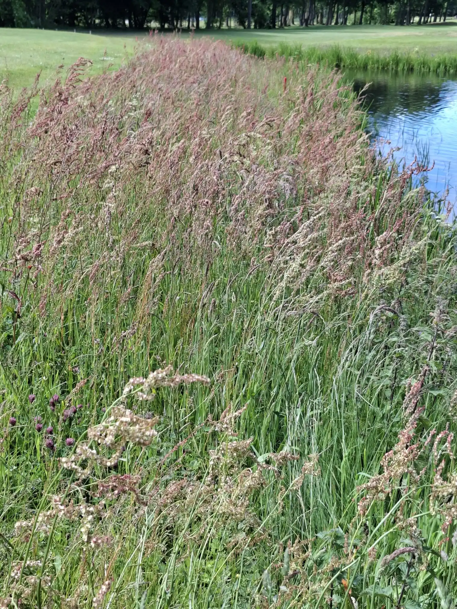 Image from Piet Grasspriet 🌾: De hoeveelheden Veldzuring dit jaar.... zou de kosmos ons aansturen op...
