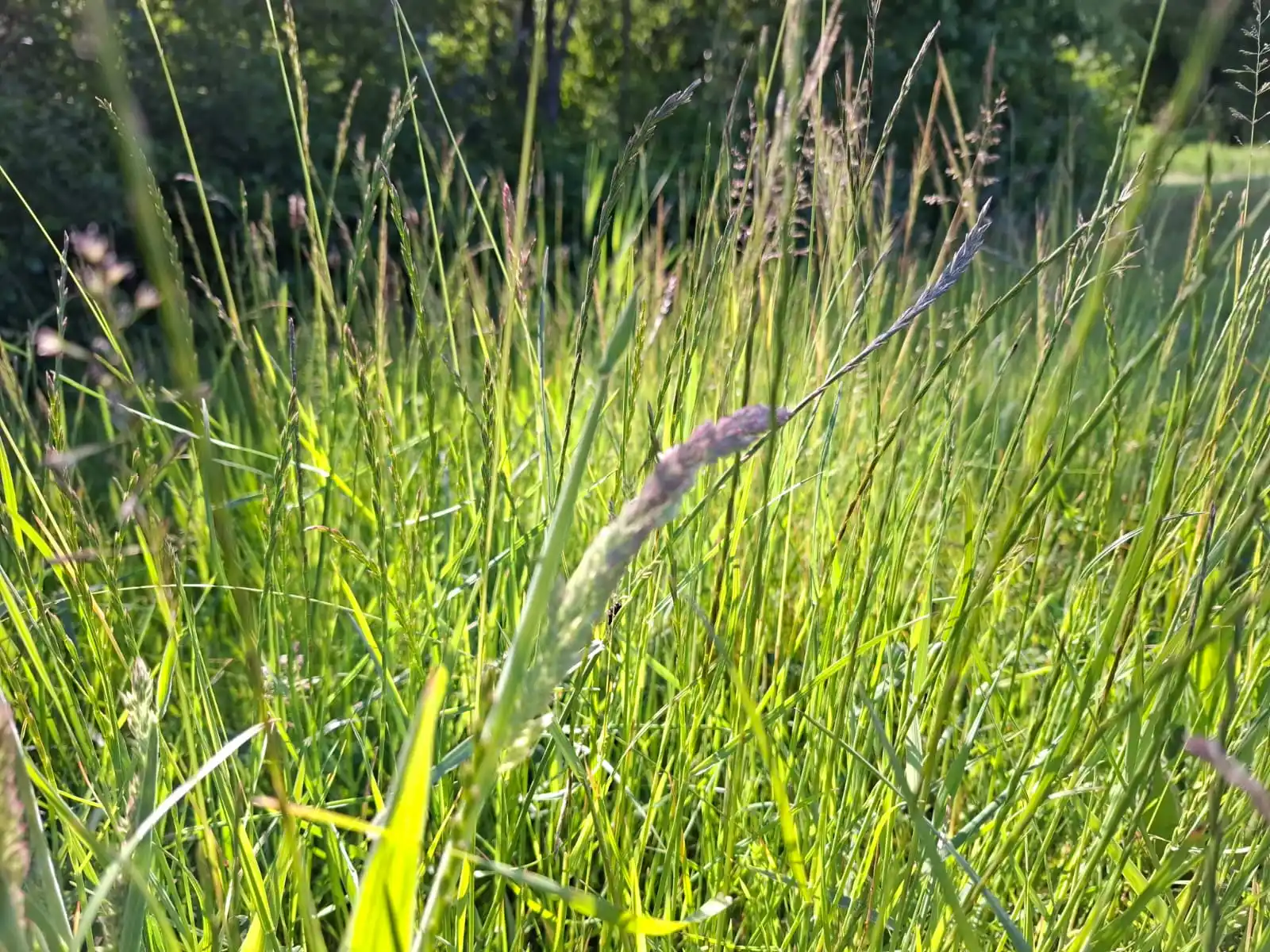 Image from Piet Grasspriet 🌾: De komende maanden is dit de uitkomst van de kosmos en Moeder Natuur.....