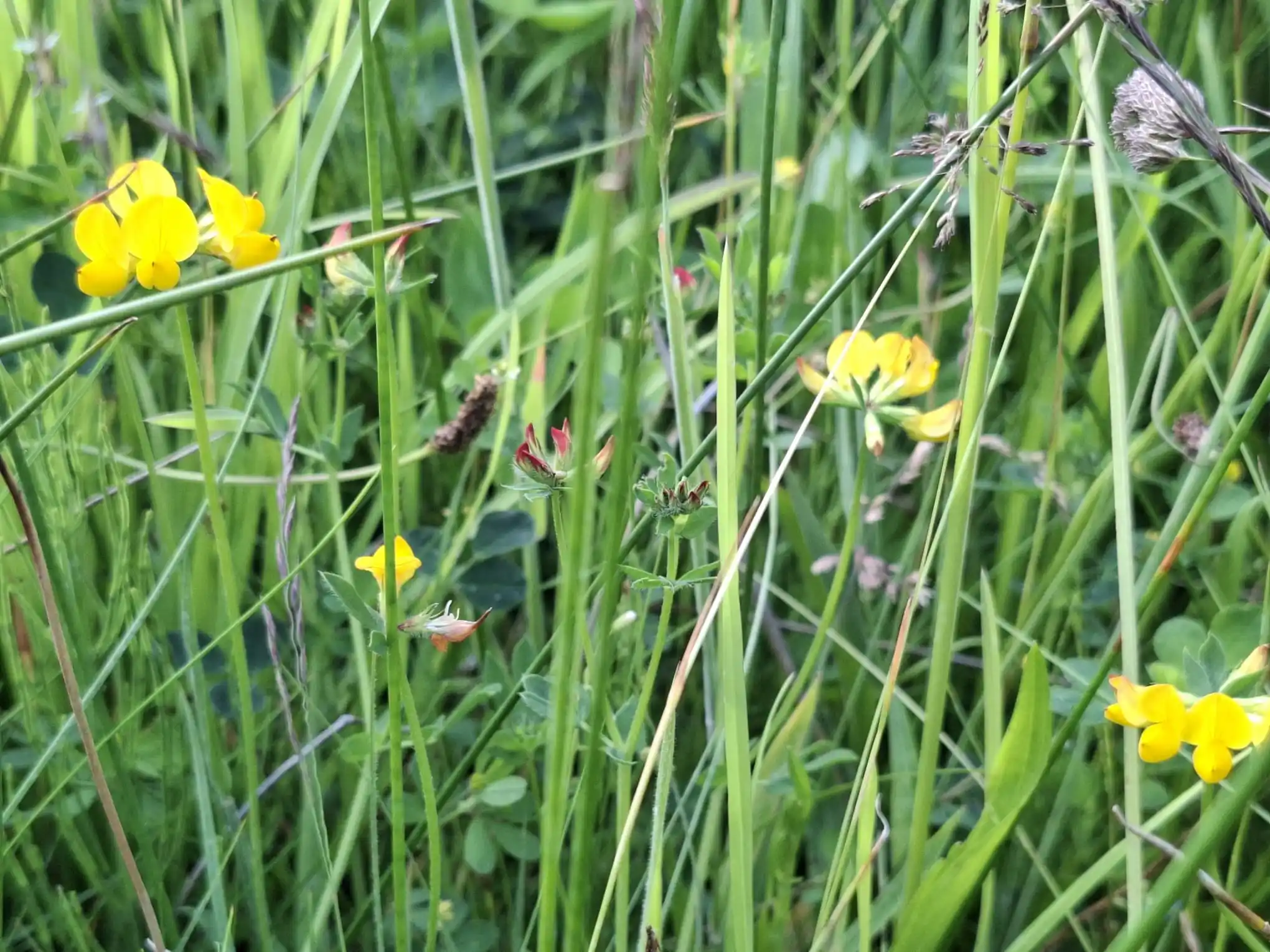 Image from Piet Grasspriet 🌾: De Moerasrolklaver, de wind, het gras, het besef.... de kringloop is o...