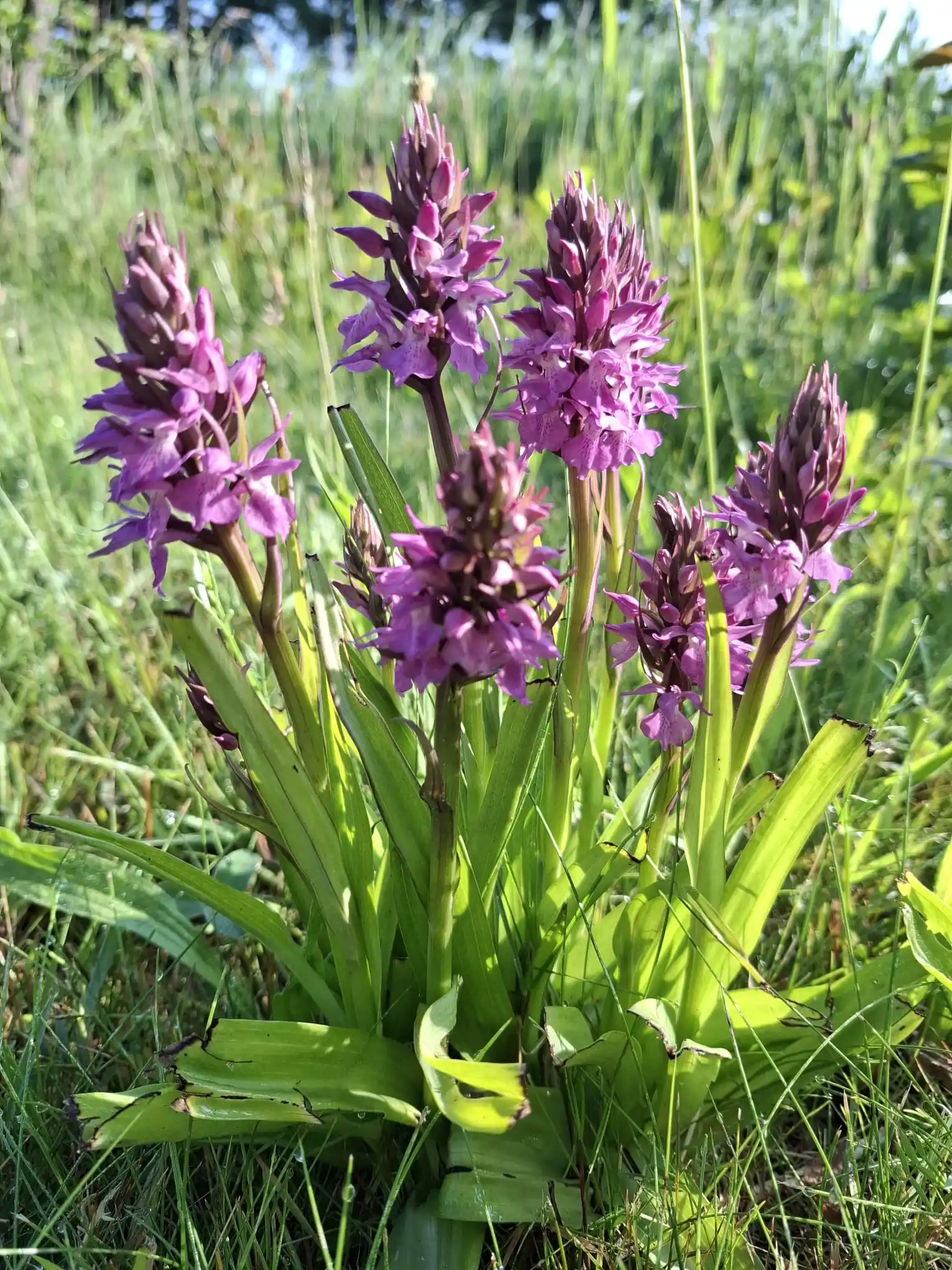 Image from Piet Grasspriet 🌾: De natuur heelt ons iedere dag... zelfs met een beetje bloemenpracht....