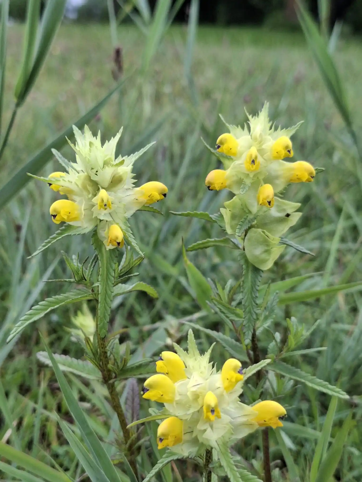 Image from Piet Grasspriet 🌾: De parasieten waarover ik sprak in de podcast met Jorn... hij staat hi...
