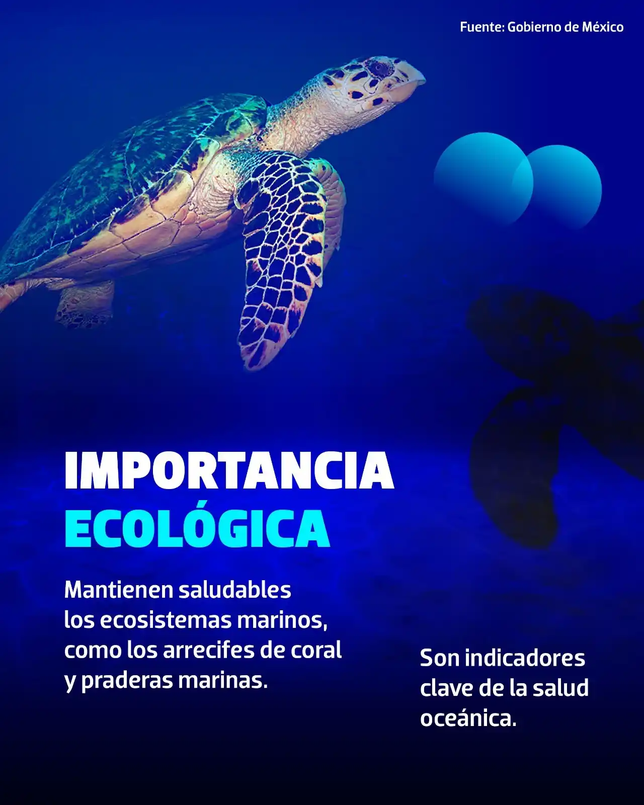 Image from LA PRENSA: ✨🐢 Desde hace *millones* de años, las *tortugas marinas* cruzan océan...