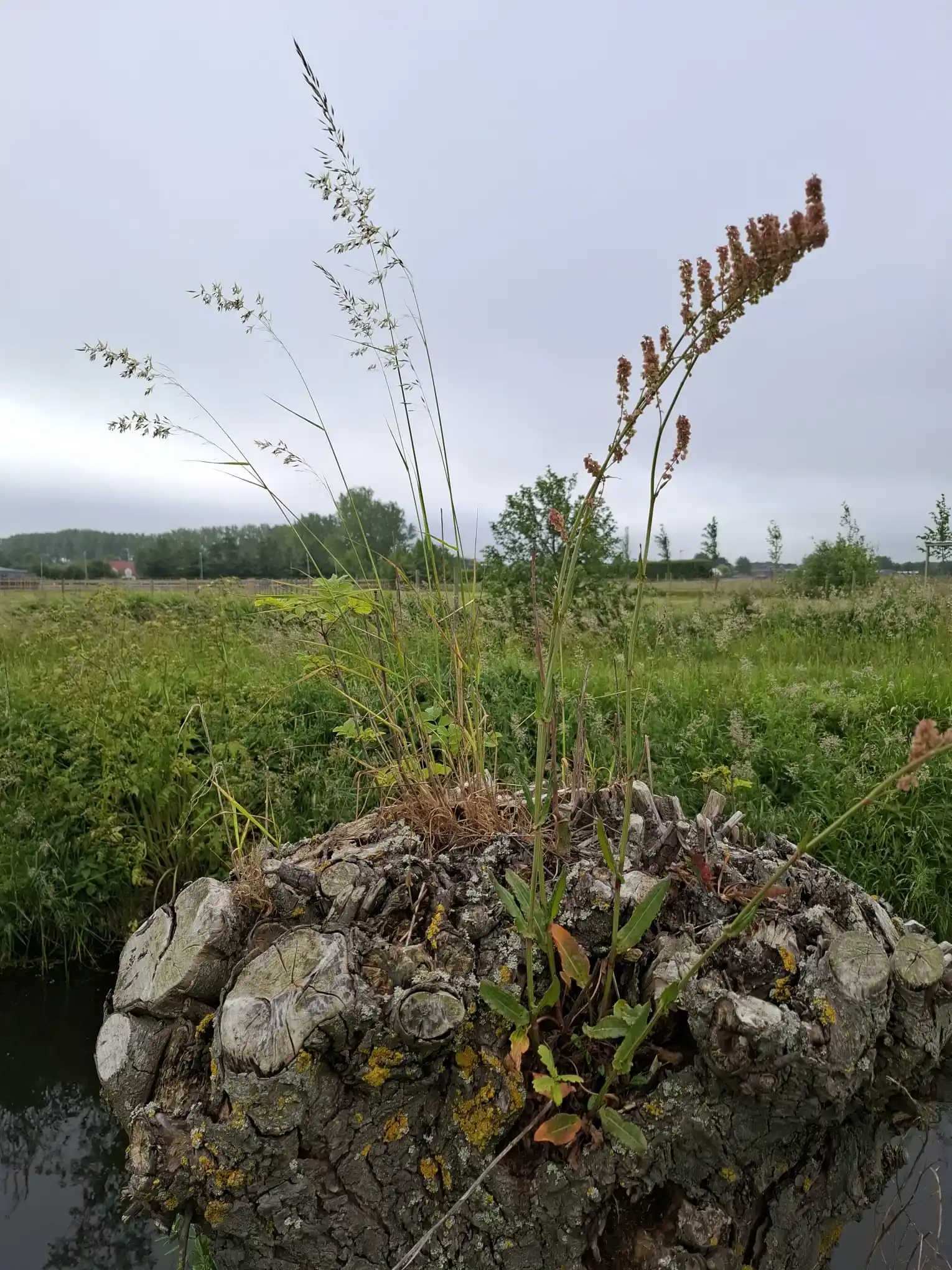 Image from Piet Grasspriet 🌾: Deze "dode" knotwilg is nu al de nieuwe voedingsbodem voor dit Graspla...