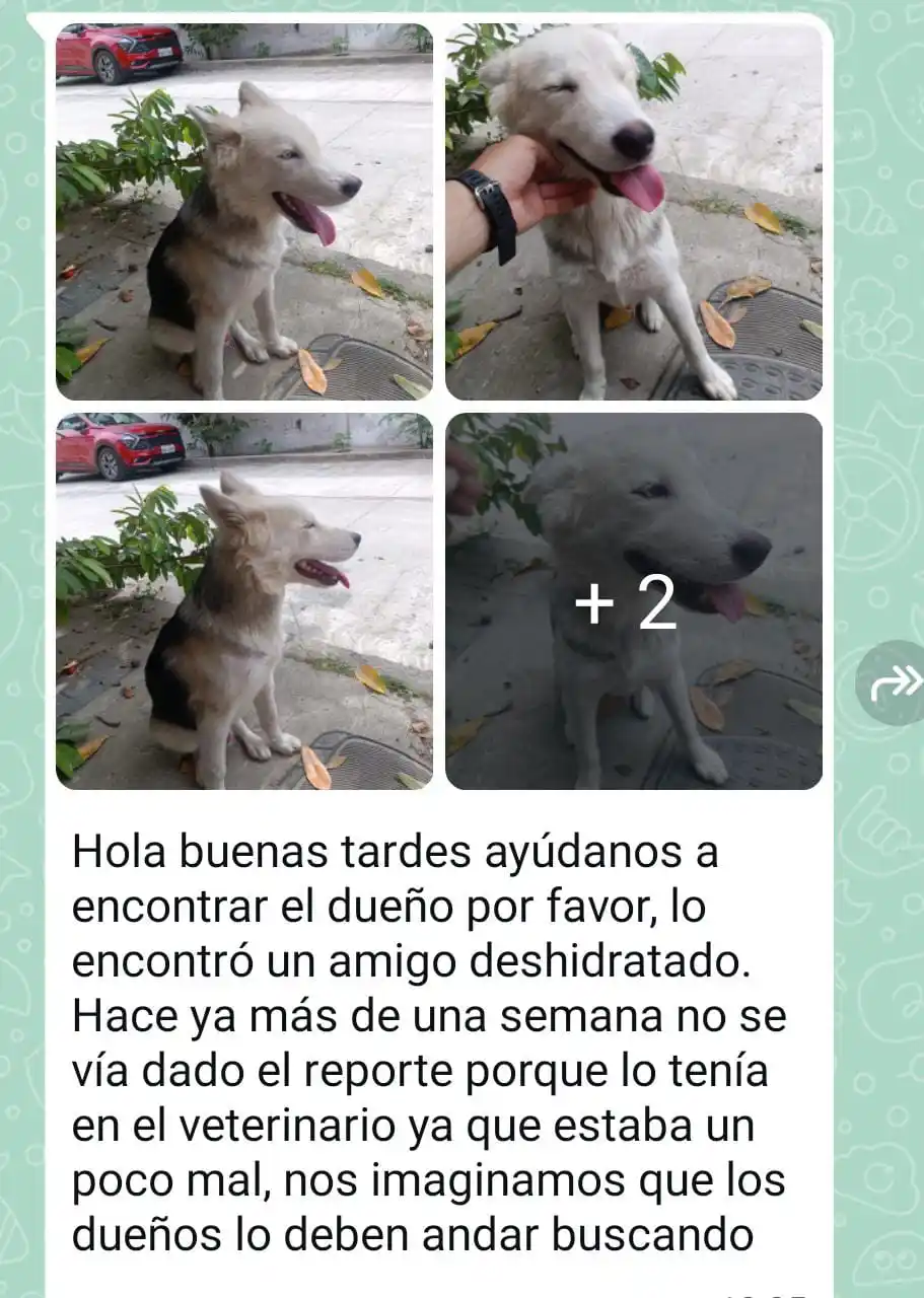 Image from La Primicia De Manta: El dueño, comunicarse al: +593 98 252 3785...