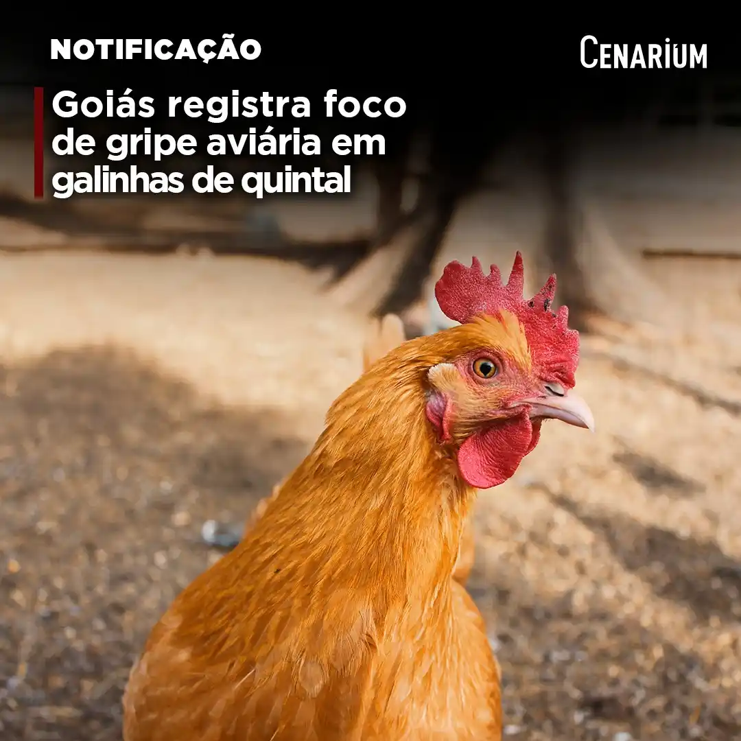 Image from CENARIUM: ➡️ *Goiás registra foco de gripe aviária em galinhas de quintal* A Ag...