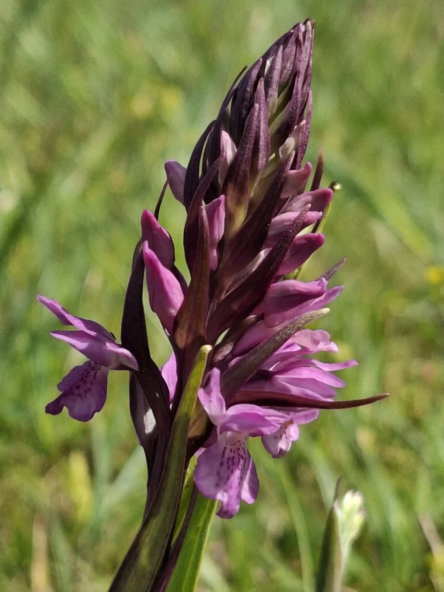 Image from Piet Grasspriet 🌾: Het kosmische duet heeft zich voltrokken en vandaag mag deze Rietorchi...