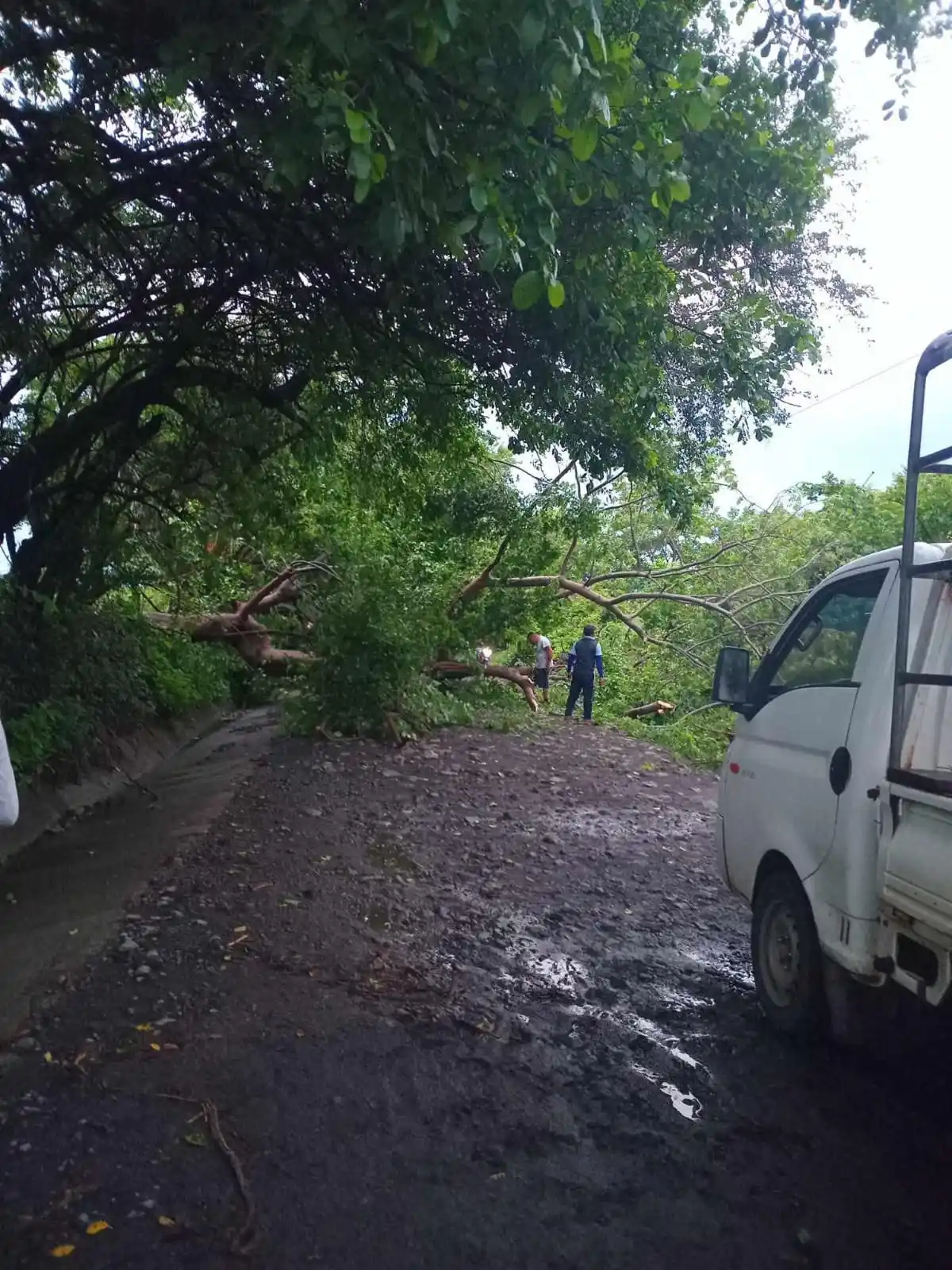 Image from ENFERMED Y Emergencias SV: Nos reportan árbol caído ⚠️ en la calle del Playón a la altura de La Z...