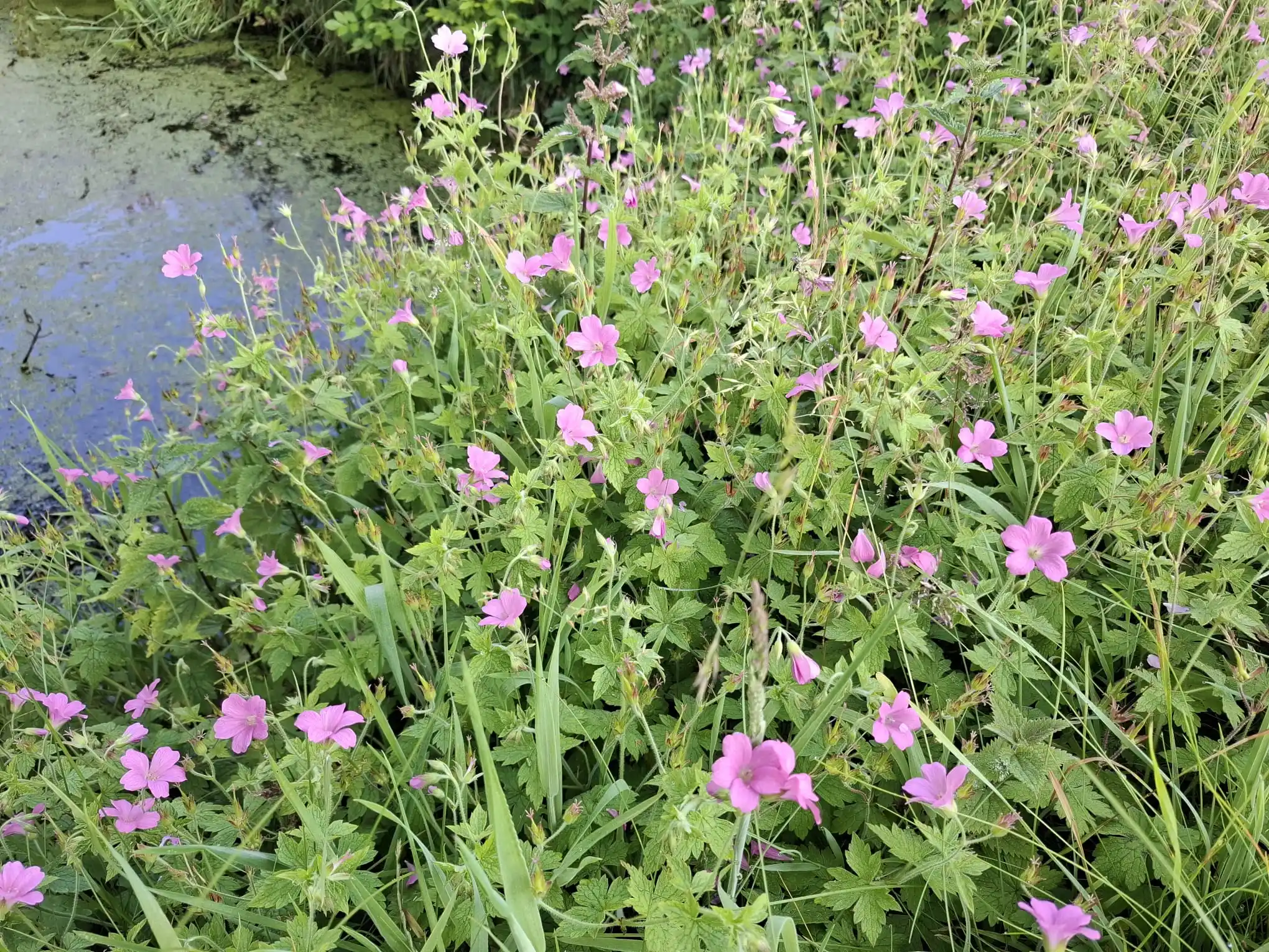 Image from Piet Grasspriet 🌾: Onkruid bestaat niet, zij heelt, voedt en maakt gelukkig. Deze Roze Oo...