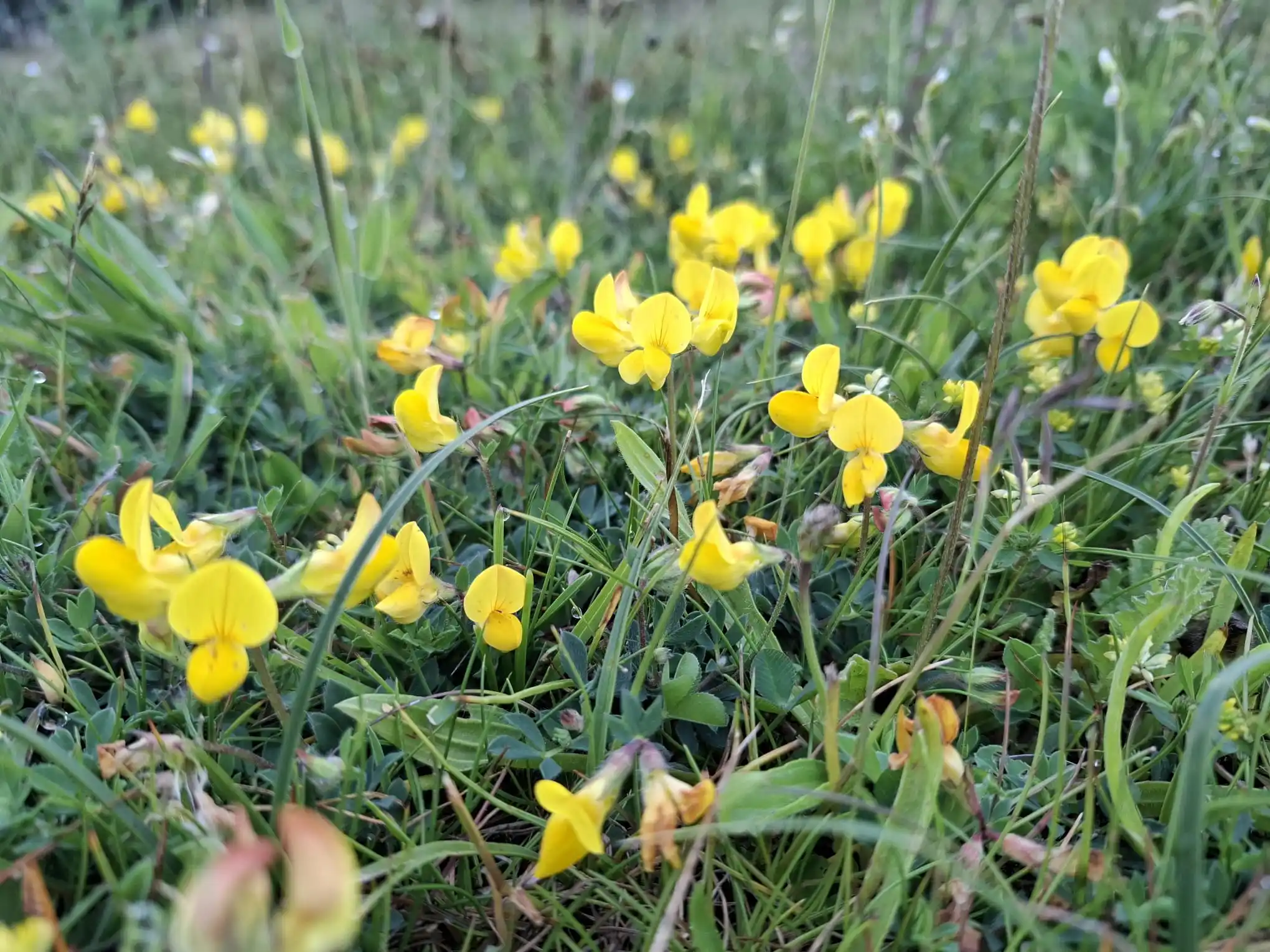 Image from Piet Grasspriet 🌾: Ook de Rolklaver haalt onzichtbaar de stikstof uit de lucht, stopt het...