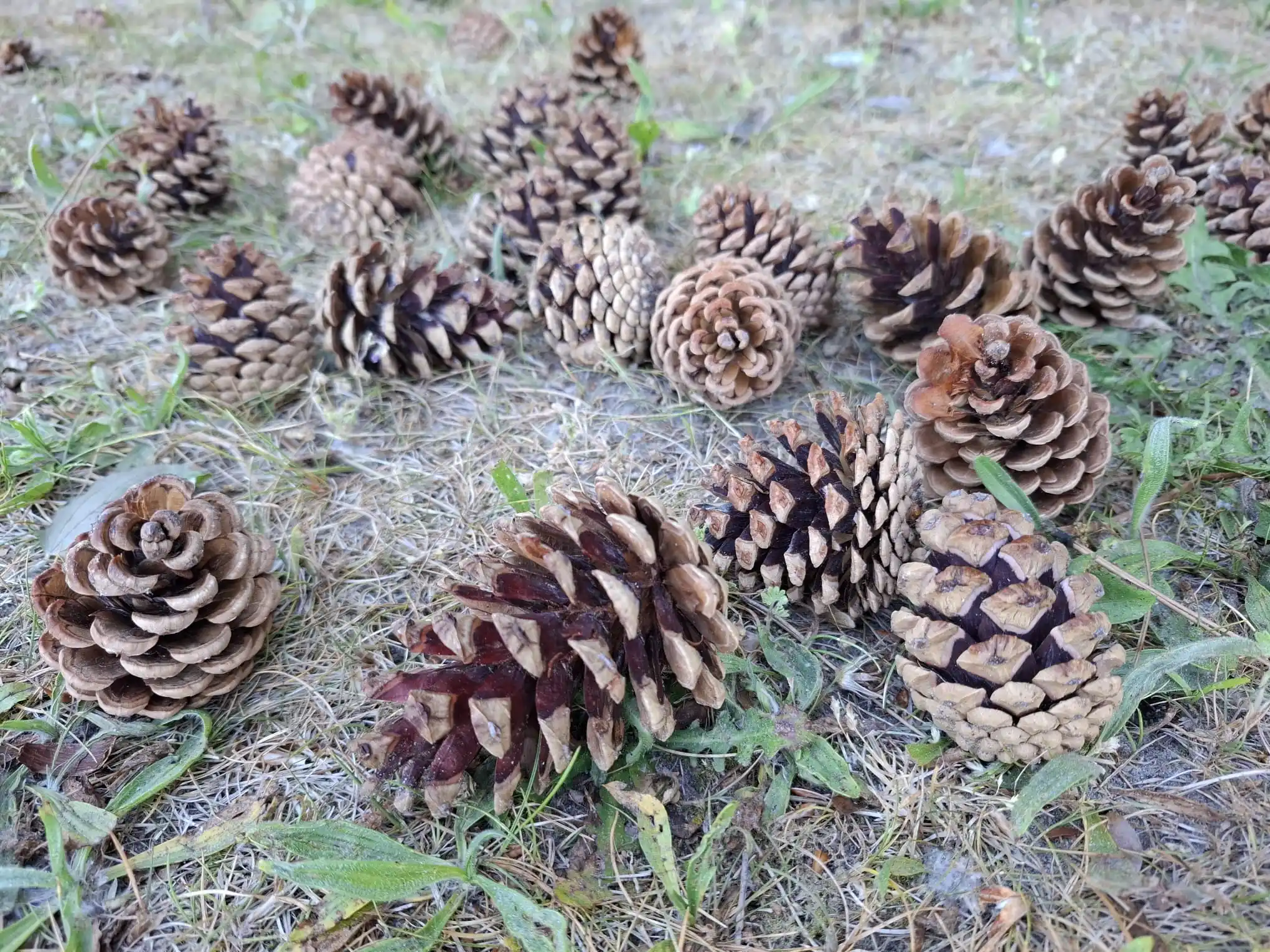 Image from Piet Grasspriet 🌾: Overvloed is overal voor wie de kosmische creatie en kringloop snapt. ...