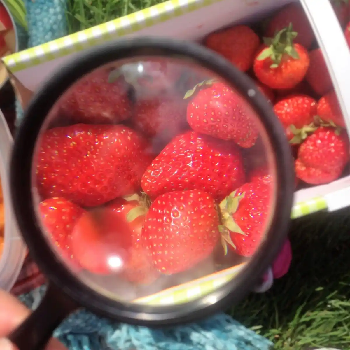 Image from OberpfalzECHO: *Süß und sonnengereift: Hier bekommt Ihr Erdbeeren vom Feld in der Nor...