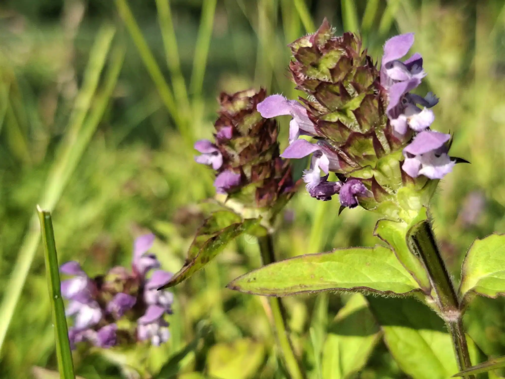 Image from Piet Grasspriet 🌾: Tijd om de Brunel in de herhaling te gooien... ze bloeien nu en wie n...