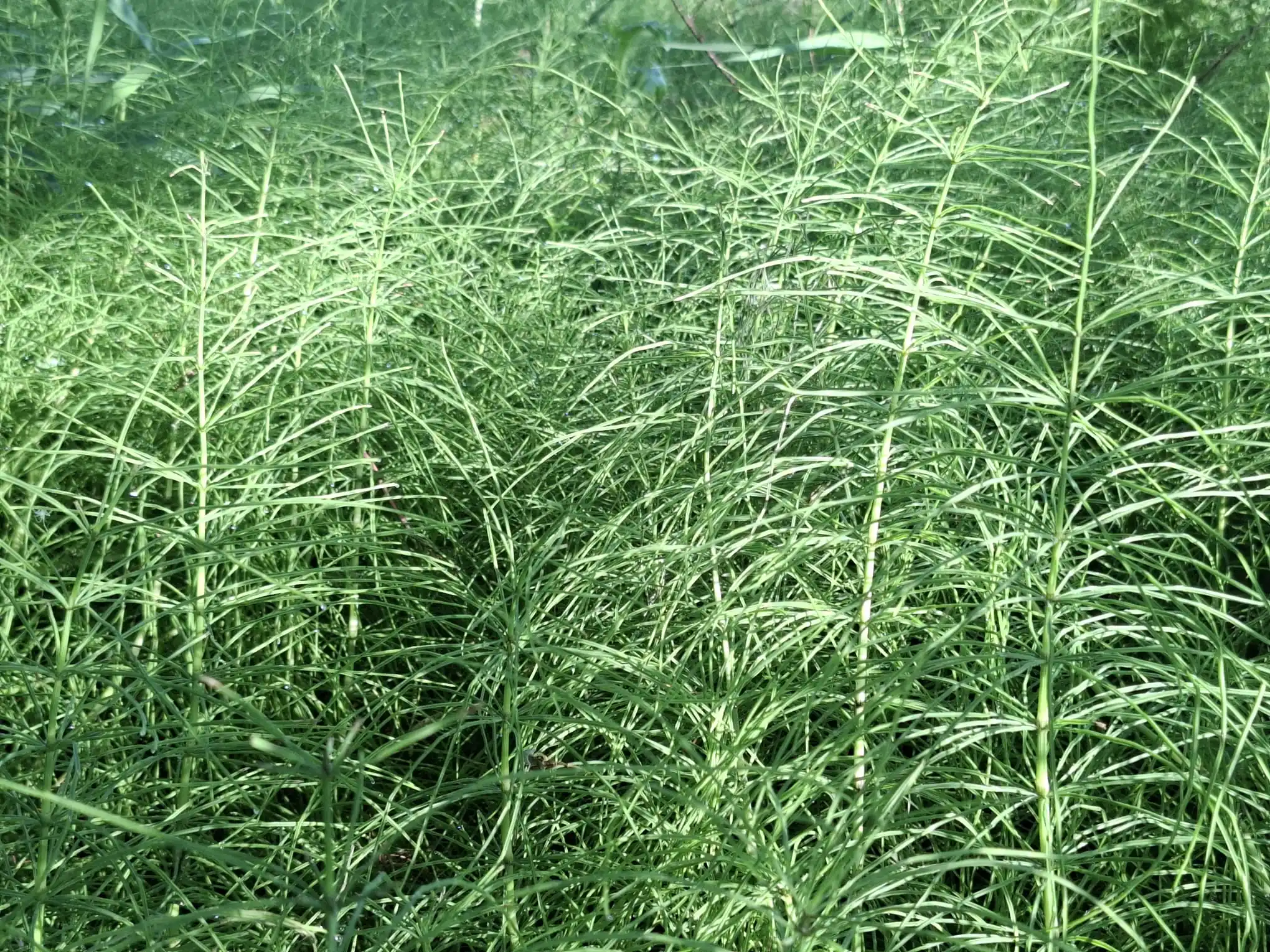 Image from Piet Grasspriet 🌾: Van hoog uit de lucht pikt de Paardenstaart de zonnestralen uit de luc...