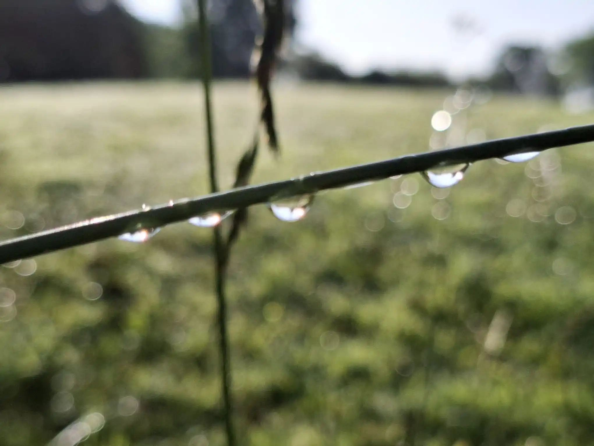 Image from Piet Grasspriet 🌾: We beginnen de dag met wat water 🌾...
