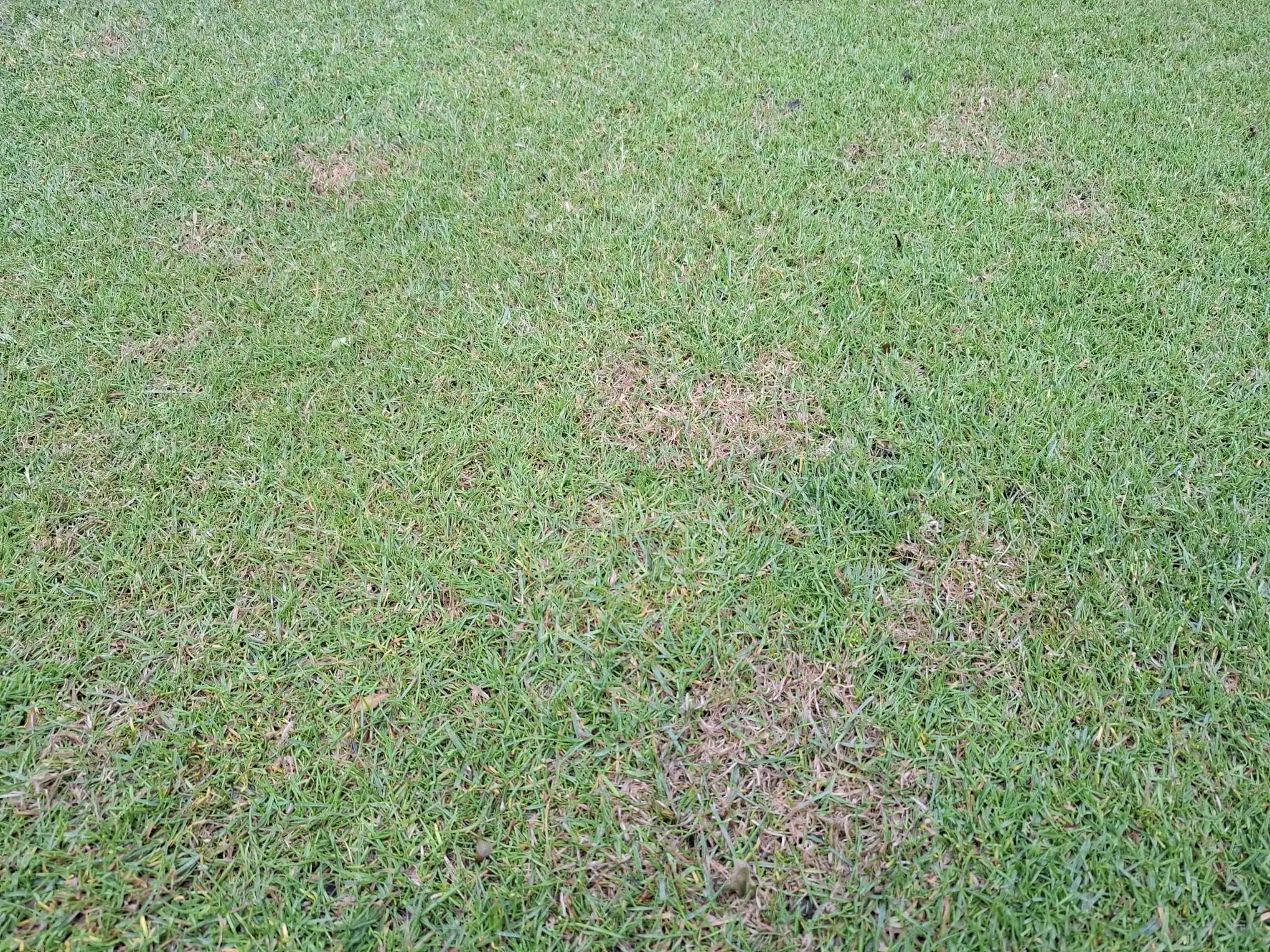 Image from Piet Grasspriet 🌾: Wisten jullie dat stikstofgebrek in het voorjaar resulteert in Rooddra...