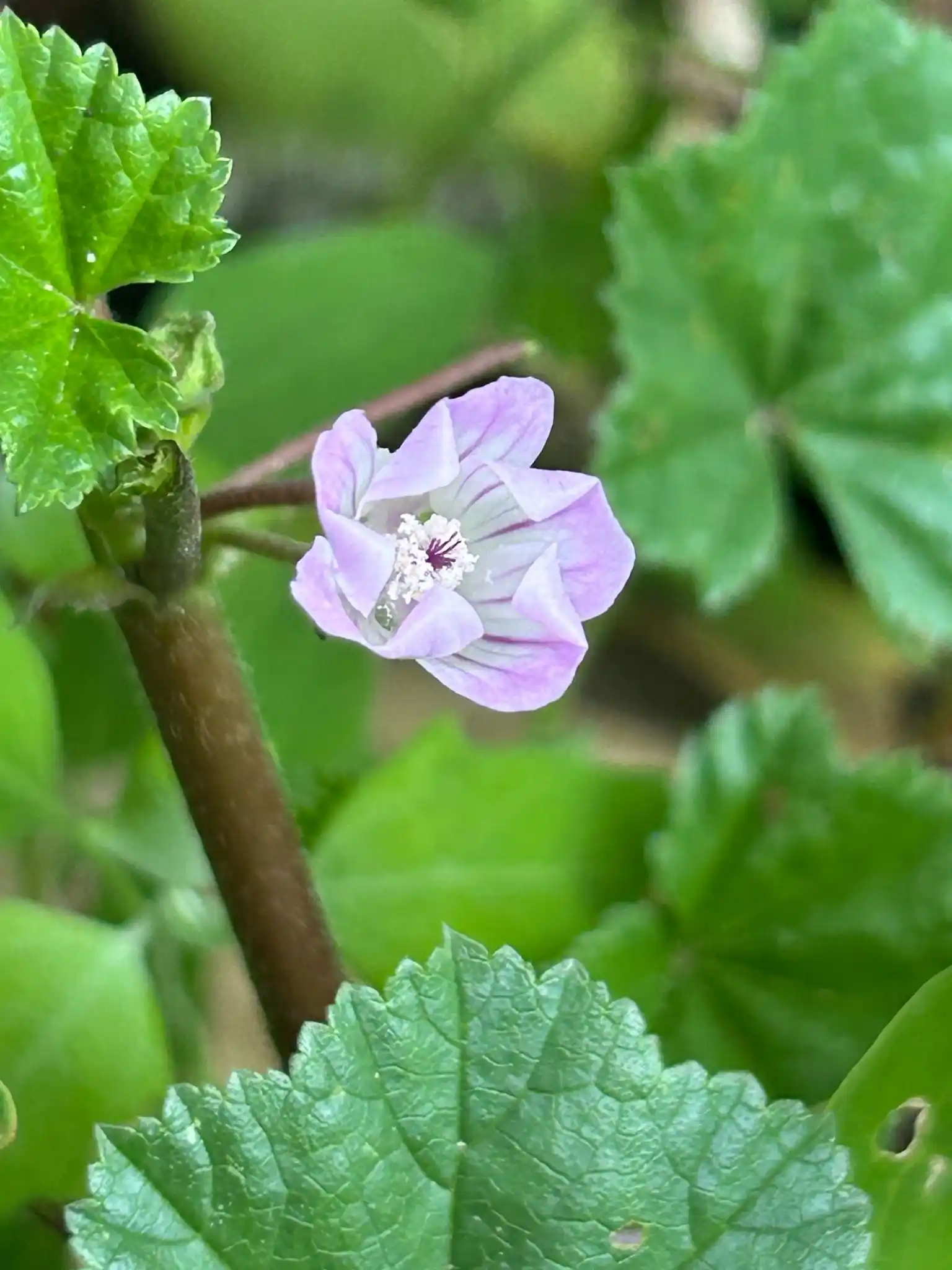 Image from Piet Grasspriet 🌾: Ze bloeit nu alweer en zoek haar eens op... misschien kan ze iets voor...