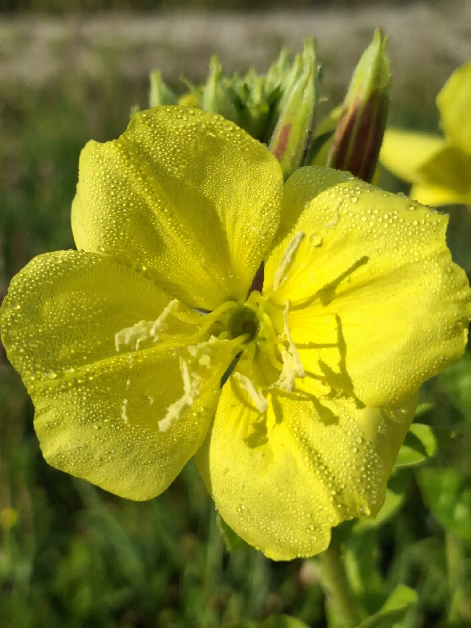 Image from Piet Grasspriet 🌾: Ze zien er weer uit om op te eten... doe dat af en toe ook eens! http...